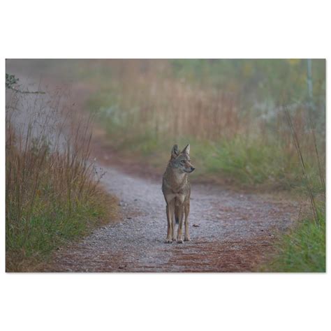 Coyote Poster, Coyote Print, Wildlife Artwork, Fine Art Wildlife ...