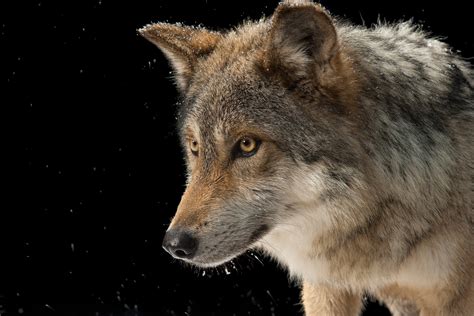 These Two Rare Wolves Are Unique Species Heres Why That Matters