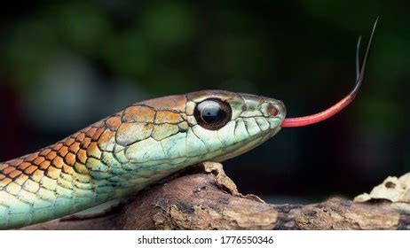 Dendrelaphis Caudolineatus Common Species Colubrid Snake Stock Photo ...