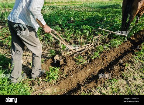 Farmer plowing a land. He is using a plow and a horse to cultivate a ...