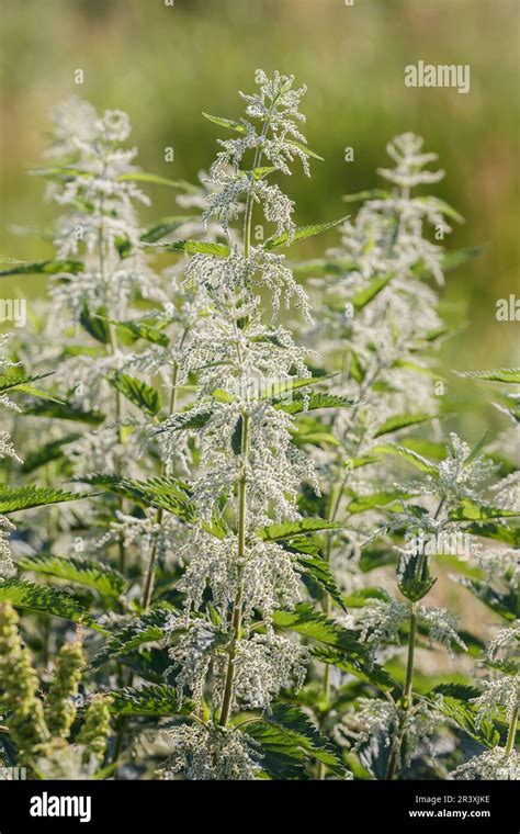 Urtica Dioica Known As The Common Nettle Stinging Nettle Nettle Leaf