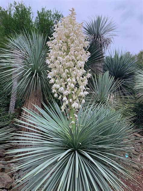 Yucca Linearifolia Succulentes