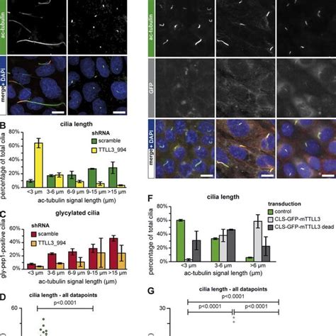 Elongation Of Short Primary Cilia Induces Their Glycylation A Download Scientific Diagram