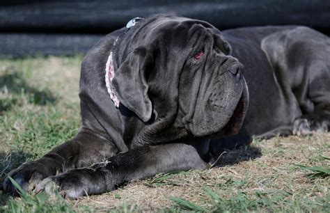 Huge Homely Mastiff Named Martha Wins Worlds Ugliest Dog The