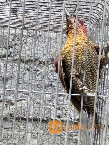 Burung Pelatuk Bawang Gacor di Kab. Nagan Raya, Aceh | Jualo.com