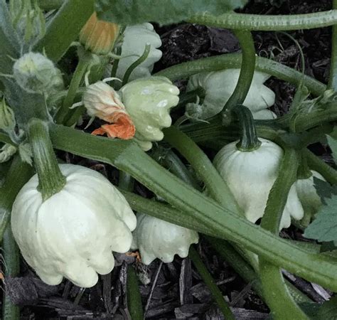 Garden Trellis & Screening | Garden Fence Panels & Gates: Growing Acorn Squash On A Trellis