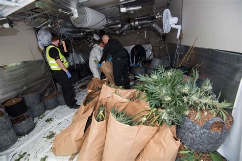 Police Seize Hundreds Of Cannabis Plants From Home Just Outside Of Newmarket