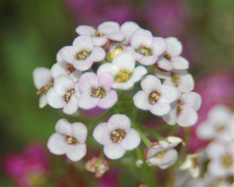 ALYSSUM FLOWER | ALYSSUM FLOWER