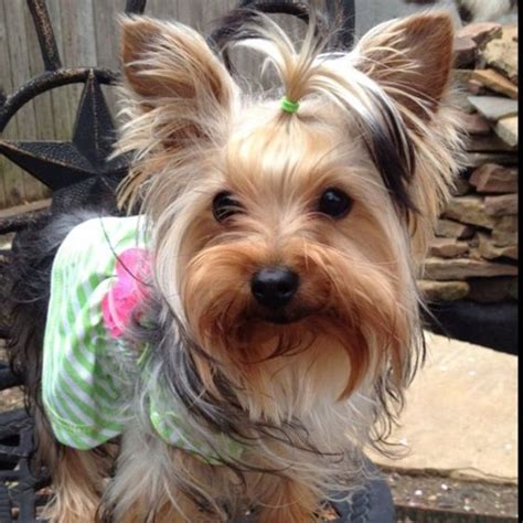 80+ Adorable Yorkie Haircuts For Your Puppy | Chien