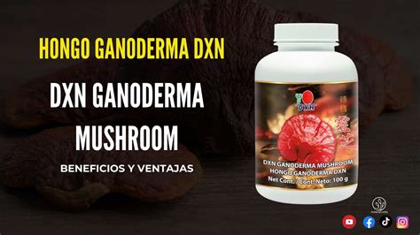 Dxn Ganoderma Mushroom Beneficios Y Ventajas Del Hongo Ganoderma Dxn