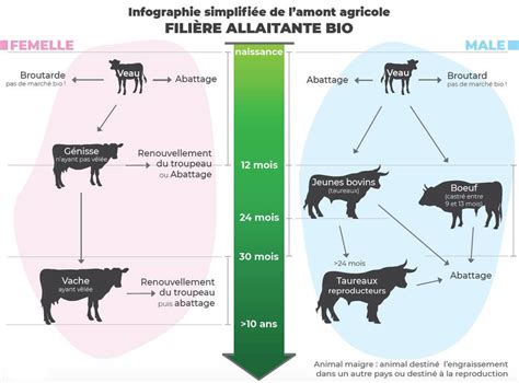 La Fili Re Bovins Viandes Bio Une Diversit D Animaux Et Une