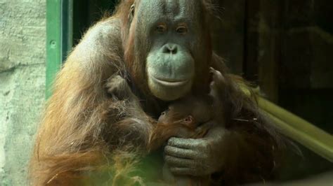 Orangutan Mom Kitra Cuddles With Baby in 2022 | Orangutan, Baby ...