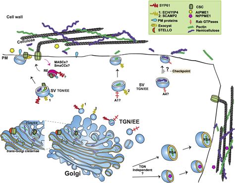 Frontiers Post Golgi Trafficking And Transport Of Cell Wall Components