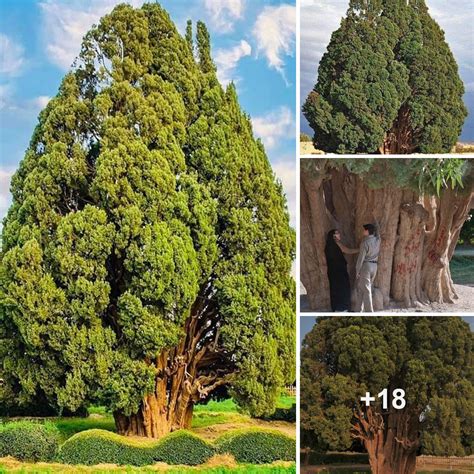 Timeless Majesty The Year Old Cypress Tree Of Abarkuh Special