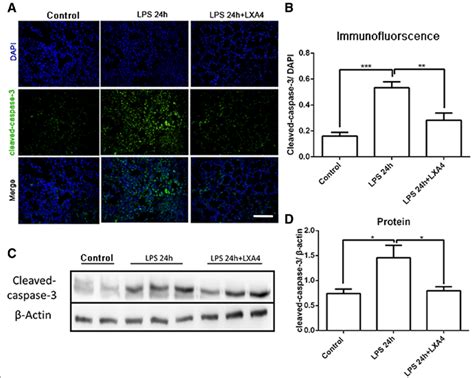 LXA4 Alleviates Apoptosis In LPS Induced Lung Injury C57BL 6 J Mice