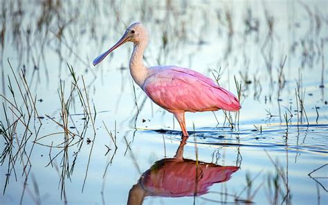 Roseate Spoonbill Bird High Quality Hd Wallpaper Peakpx