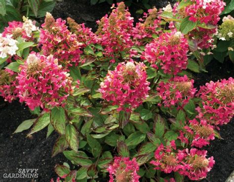 Dwarf Flowering Shrubs For Small Gardens And Landscapes