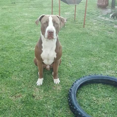 Registered Pure Bred Pitbull Puppies in Kempton Park | Dogs & Puppies Gauteng | Dog Breeders ...