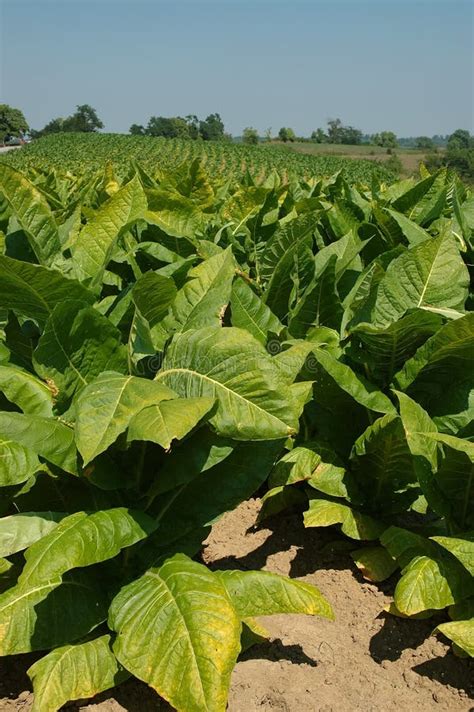 Piante Di Tabacco Fotografia Stock Immagine Di Terra