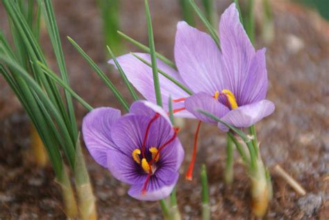 Crocus Sativus Lubera Ch