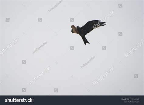 Steppe Eagle Flying Sky Golden Hour Stock Photo 2237347967 | Shutterstock