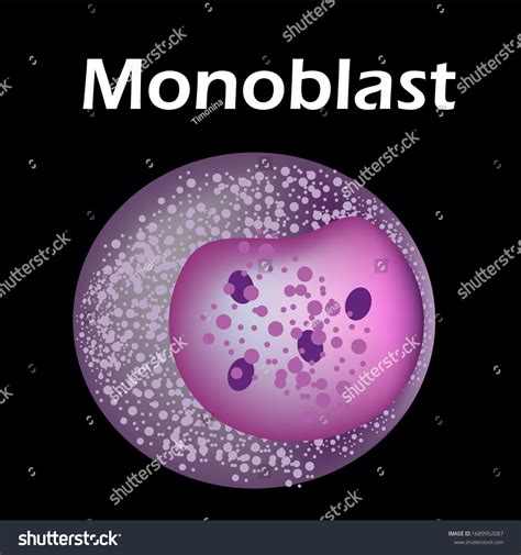 Structure Monocyte Monocytes Blood Cell Macrophage Stock Vector