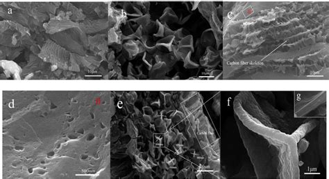 SEM Images Of The Samples A SEM Image Of STC Bd SEM Images Of