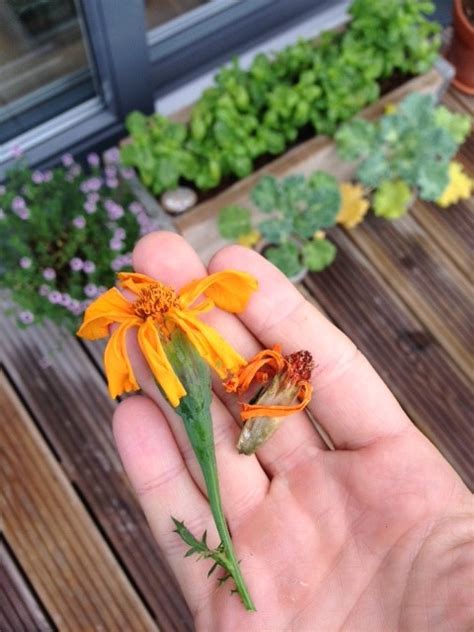 Marigold Flowers Wilting And Dying Prematurely