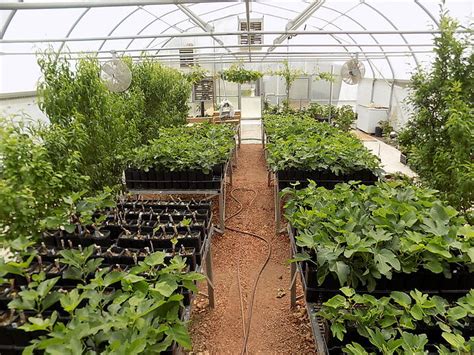 Why A Greenhouse Might Be Good For Growing Fruit General Fruit