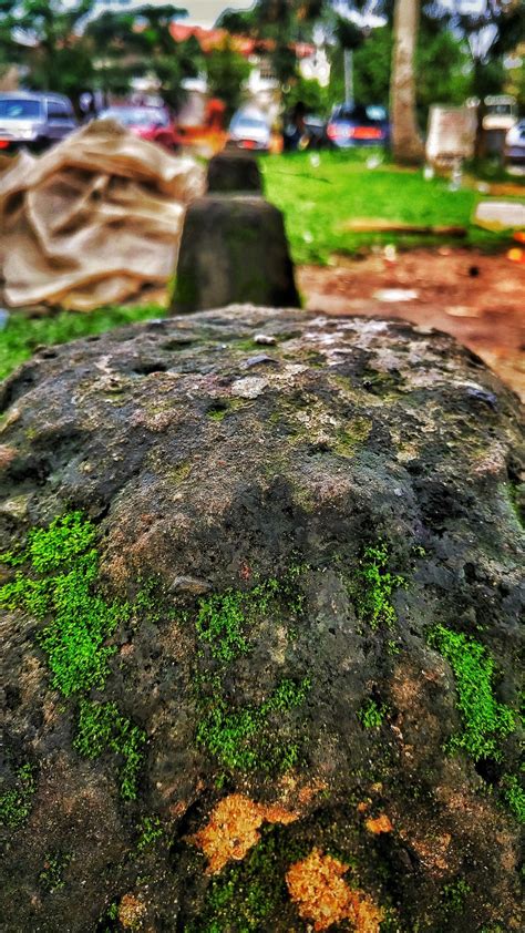 Free Images Tree Nature Forest Grass Rock Lawn Leaf Stream