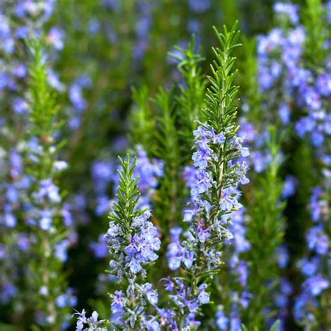 5 Tips to Keep Your Rosemary Plant Happy • Gardenary