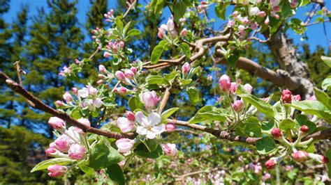 NOUVEAU BRUNSWICK Les Pommiers En Fleur De Memramcook Arpenter Le