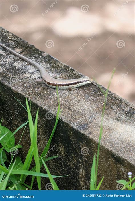 Common Garden Skink Lizard Stock Photo Image Of Reptile 242554722