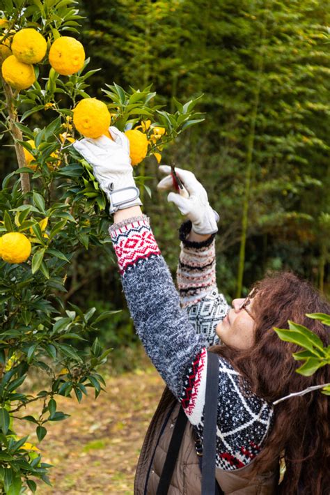 Natural Yuzu Flavor | Trends & Innovation