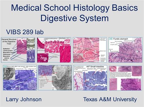 Histology Of Stomach