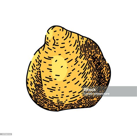 Chickpea Hummus Raw Sketch Hand Drawn Vector Stock Illustration Download Image Now Bowl