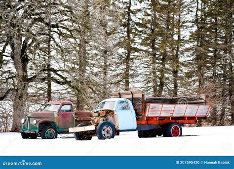 Old Fashioned Antique Trucks With Snow And Evergreens Stock Photo