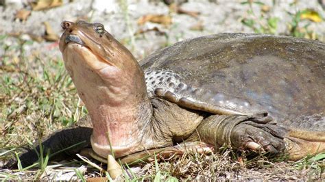 Close Call With The Florida Softshell Turtle Youtube