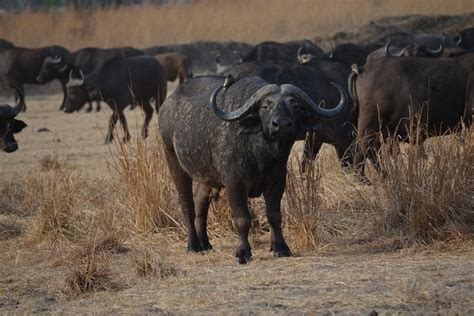 5 Days Safari Mikumi Ruaha National Park And Udzungwa National Park