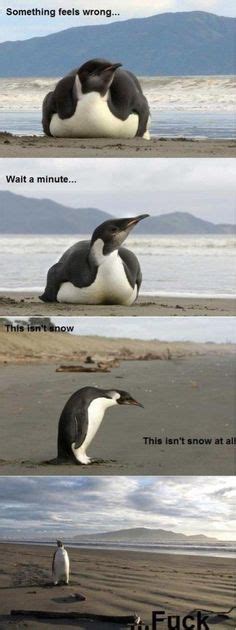 1000+ images about Penguin Memes on Pinterest | Penguin meme, Penguins ...