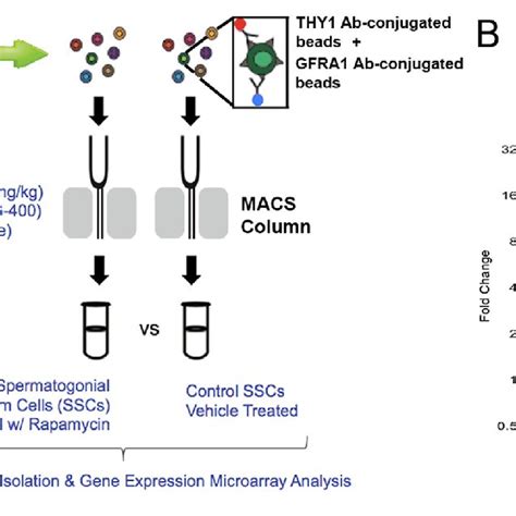 Canonical Pathways Identified By Ingenuity Pathway Analysis