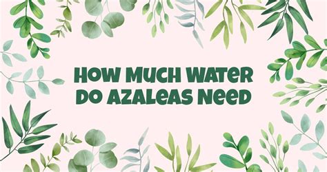 How Much Water do Azaleas Need