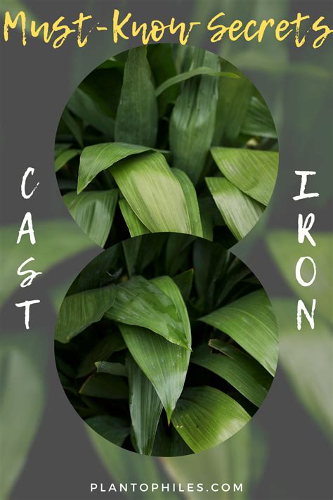 How To Grow And Care For Cast Iron Plants Artofit