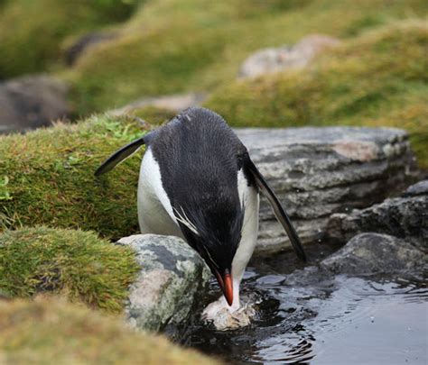 Rockhopper Penguins | The Biggest Animals Kingdom