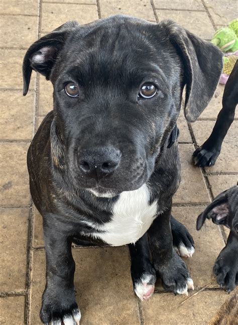 Staffordshire Bull Terrier Thornlie Petsforhomes