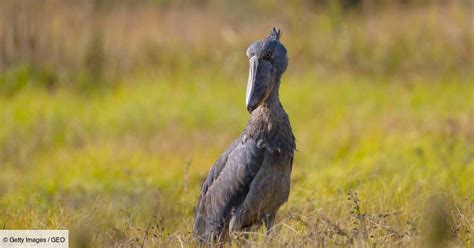 Qui Est Le Bec En Sabot Du Nil Cet Oiseau Massif Et Spectaculaire