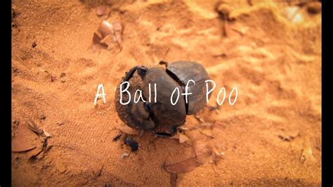 A Ball Of Poo Vlog 036 Youtube