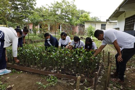 Unos 75 centros escolares del país se preparan para la reforestación de