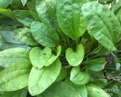 Broadleaf plantain | Edible plants, Plantains, Plant breeding