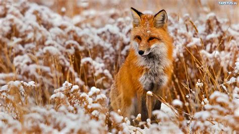 Animalspandablog Wszystko o pandach i wiele więcej słodkich zwierząt